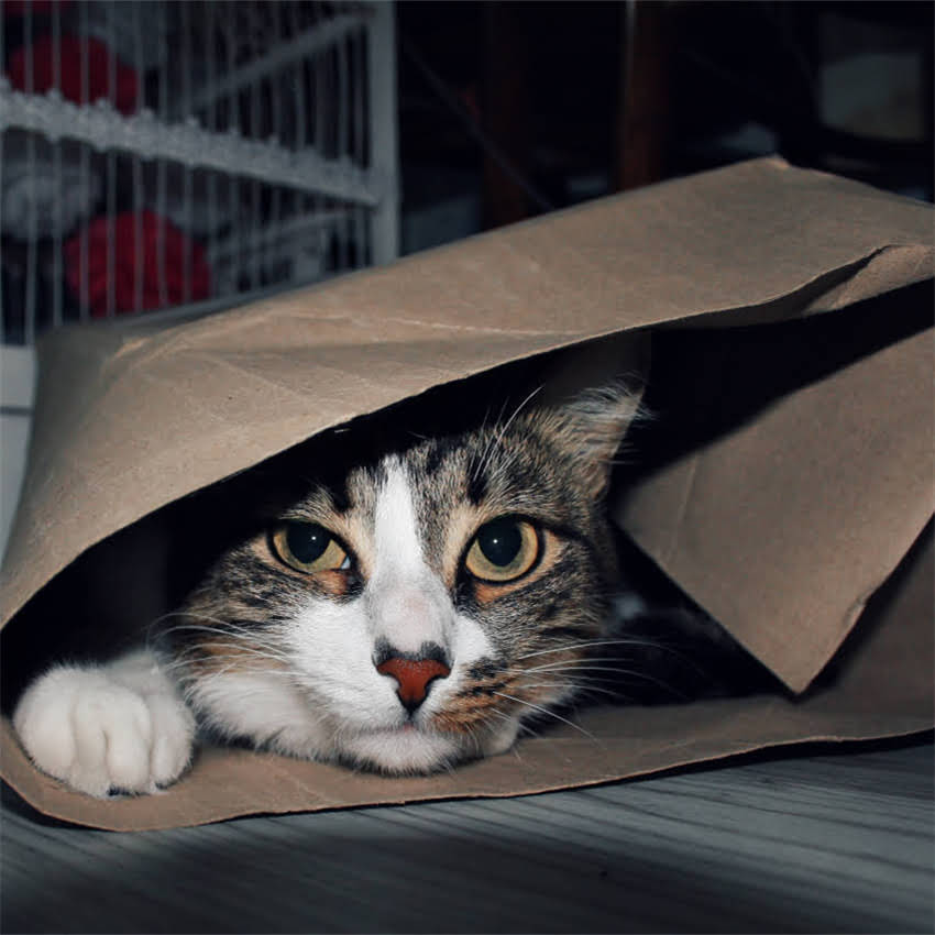 图片 金毛和德牧可以一起养吗？混养的五大优势与三大风险1.jpg