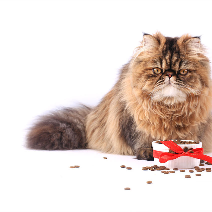 图片 金毛寻回犬与松狮犬价格对比：最新饲养成本1.jpg