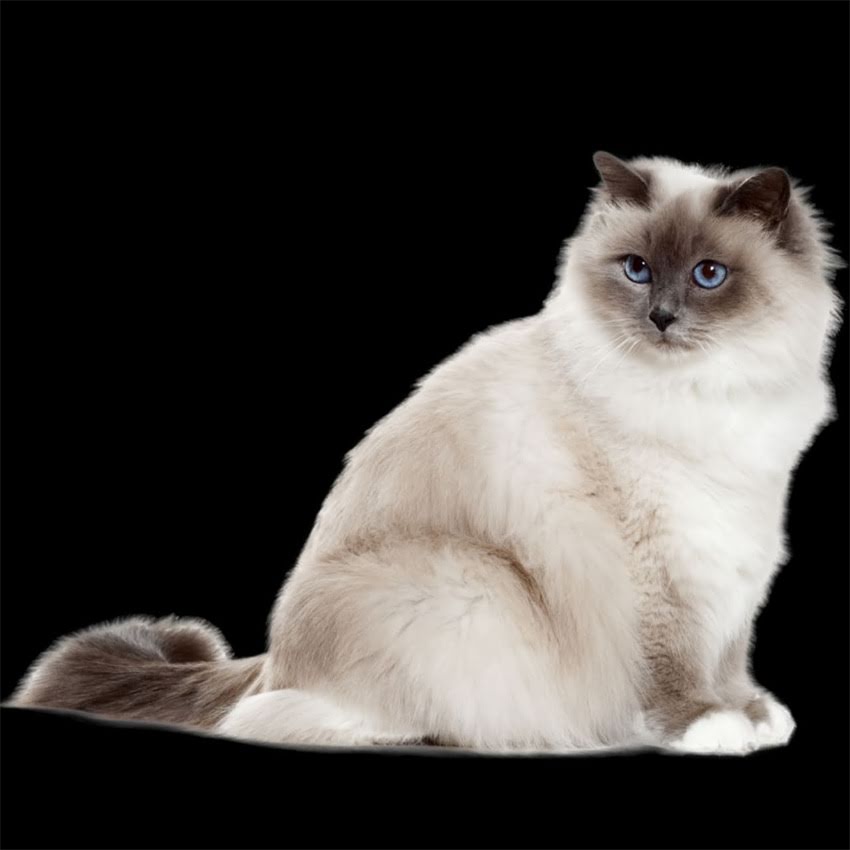 图片 金毛左后腿突然瘸了怎么办？5大常见原因及科学应对指南.jpg