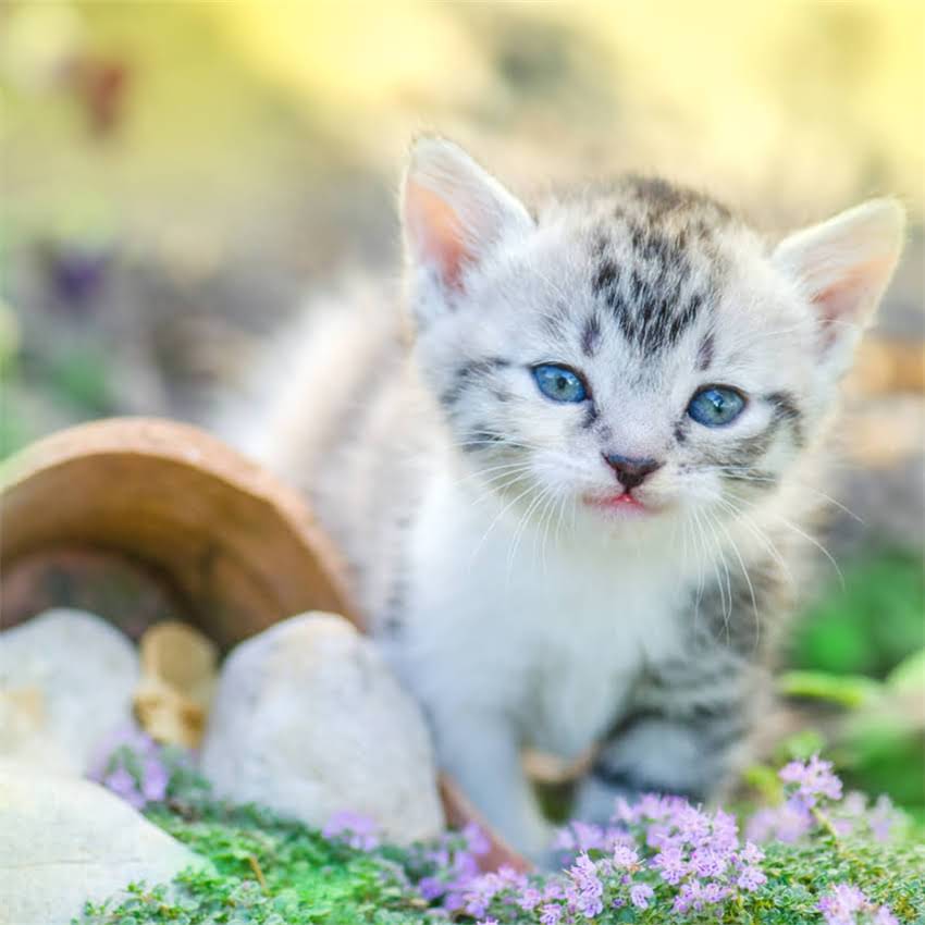 图片 金毛左后腿突然瘸了怎么办？5大常见原因及科学应对指南1.jpg