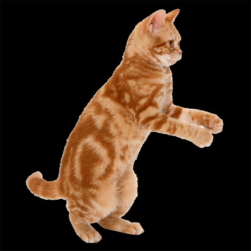 图片 金毛幼犬专用狗粮选购指南：十大推荐品牌及科学喂养全.jpg