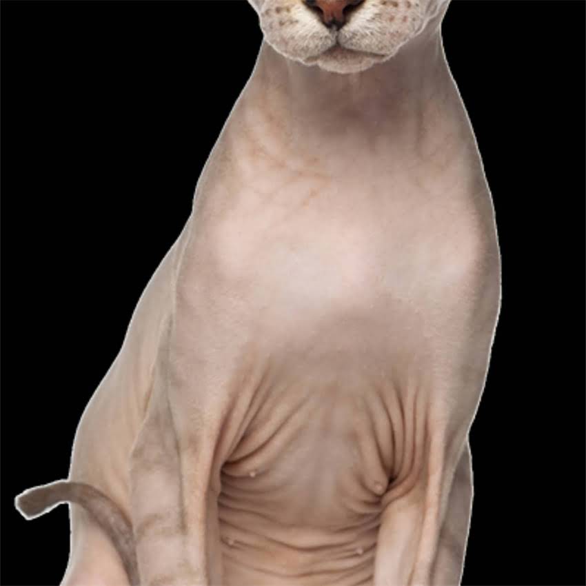 图片 金毛幼犬专用狗粮选购指南：十大推荐品牌及科学喂养全1.jpg