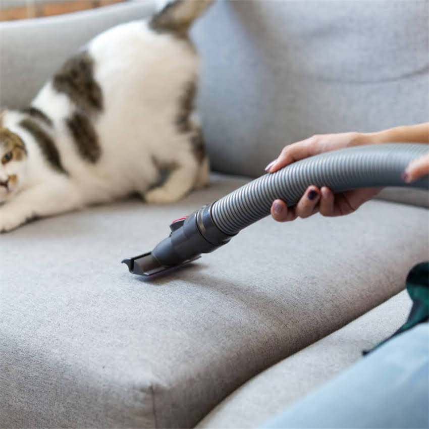 图片 金毛幼犬专用狗粮选购指南：十大推荐品牌及科学喂养全2.jpg