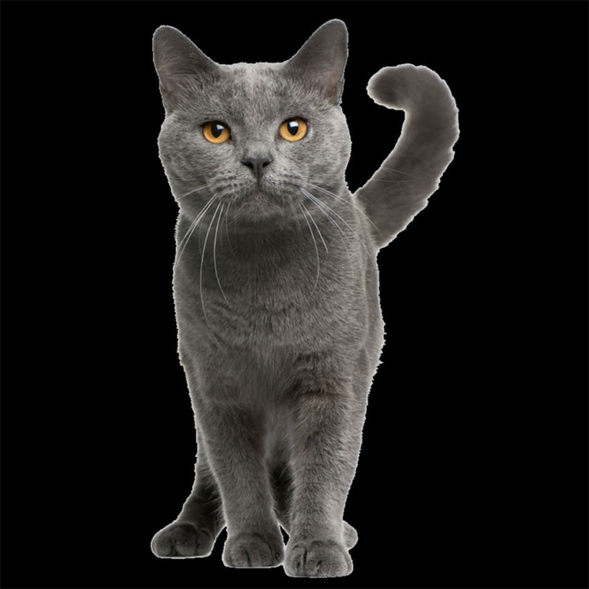 图片 金毛幼犬体外驱虫最佳时间表：科学防控寄生虫，幼犬健康生长指南.jpg