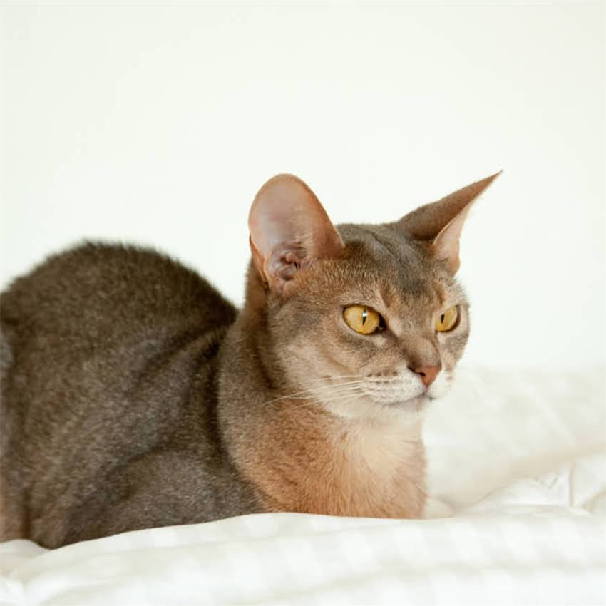 图片 金毛幼犬体外驱虫最佳时间表：科学防控寄生虫，幼犬健康生长指南2.jpg