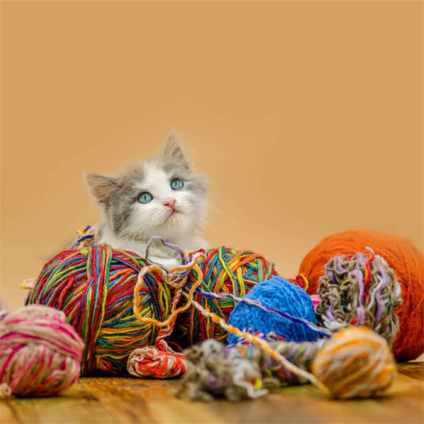 图片 金毛幼犬拉血怎么办？紧急处理指南及预防措施（附原因与解决方法）1.jpg