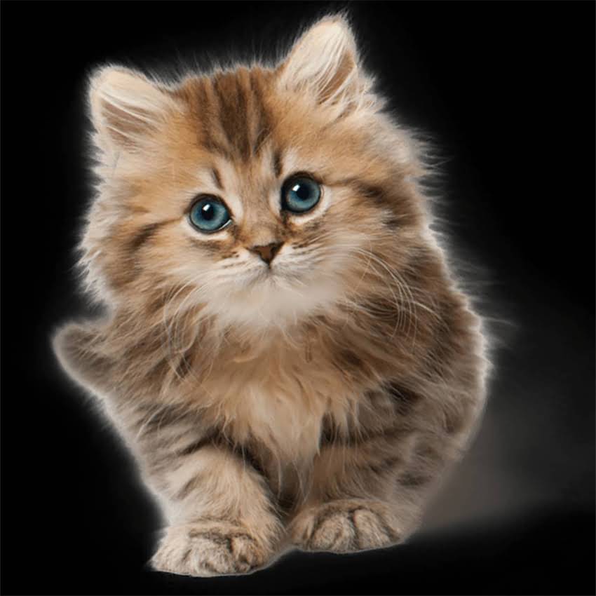 图片 金毛幼犬断奶最佳时间及科学方法（附喂养指南）2.jpg