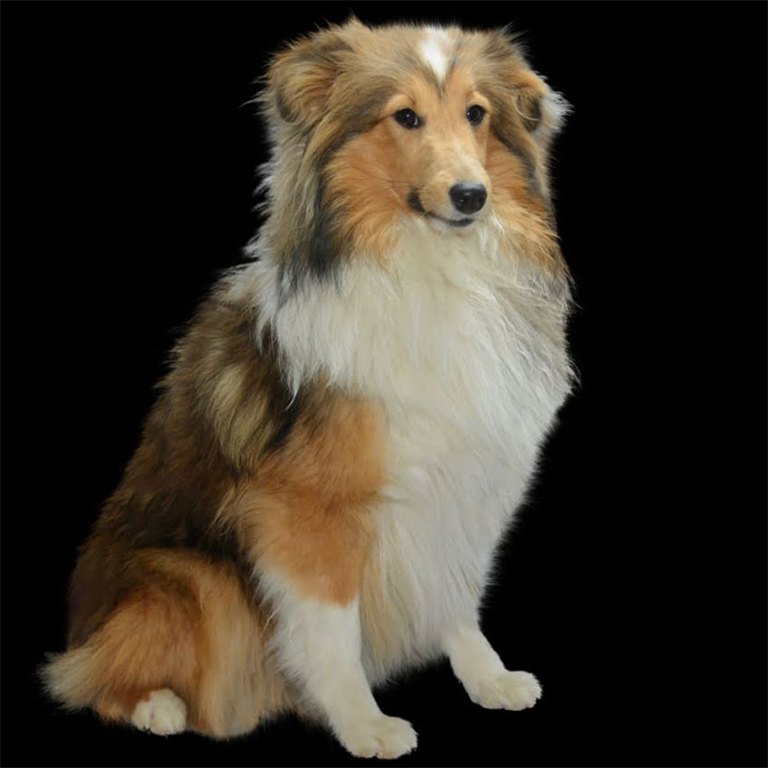 图片 金毛幼犬毛发稀疏怎么办？专业指南教你科学护理与营养补充全攻略.jpg