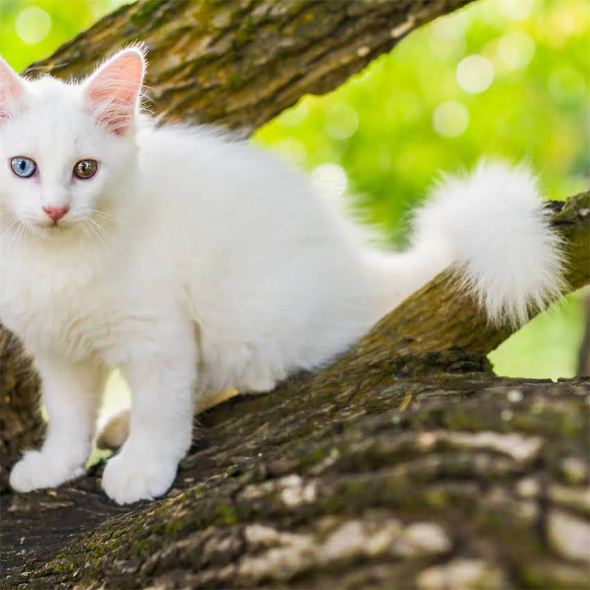 图片 金毛幼犬毛发稀疏怎么办？专业指南教你科学护理与营养补充全攻略1.jpg