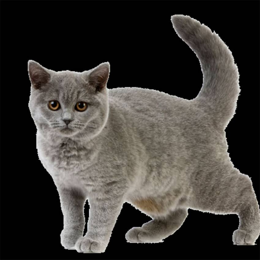 图片 金毛幼犬毛发稀疏怎么办？专业指南教你科学护理与营养补充全攻略2.jpg