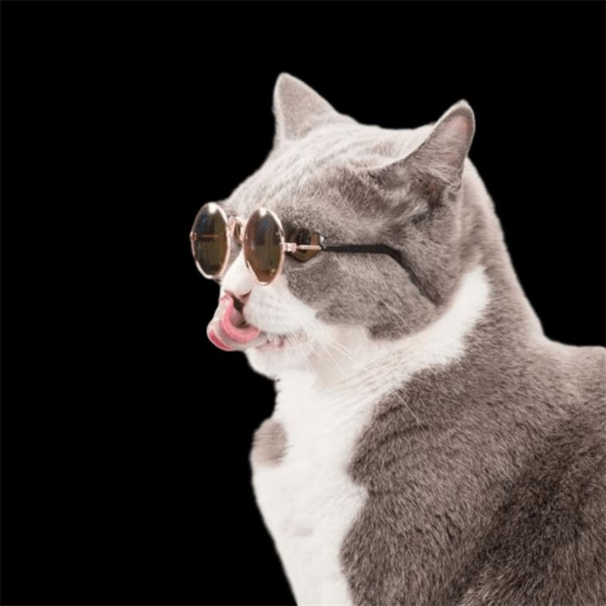 图片 金毛幼犬疫苗不打=冒险？深度疫苗缺失的四大危害及科学应对方案.jpg