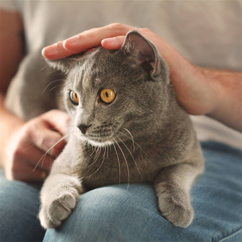 图片 金毛幼犬疫苗不打=冒险？深度疫苗缺失的四大危害及科学应对方案1.jpg