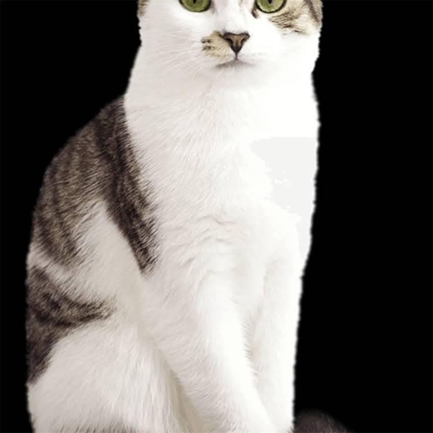 图片 金毛幼犬疫苗不打=冒险？深度疫苗缺失的四大危害及科学应对方案2.jpg