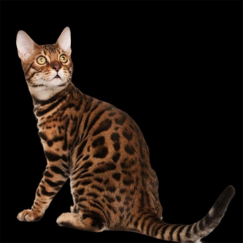 图片 金毛幼犬科学喂养指南：什么时候开始进食？3大关键阶段与注意事项.jpg