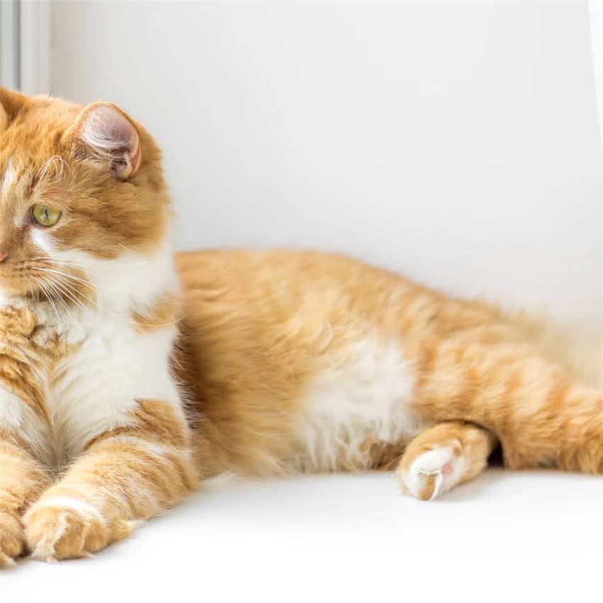 图片 金毛幼犬肚子胀大竟是这5大原因！家长必看的健康隐患与应对指南.jpg