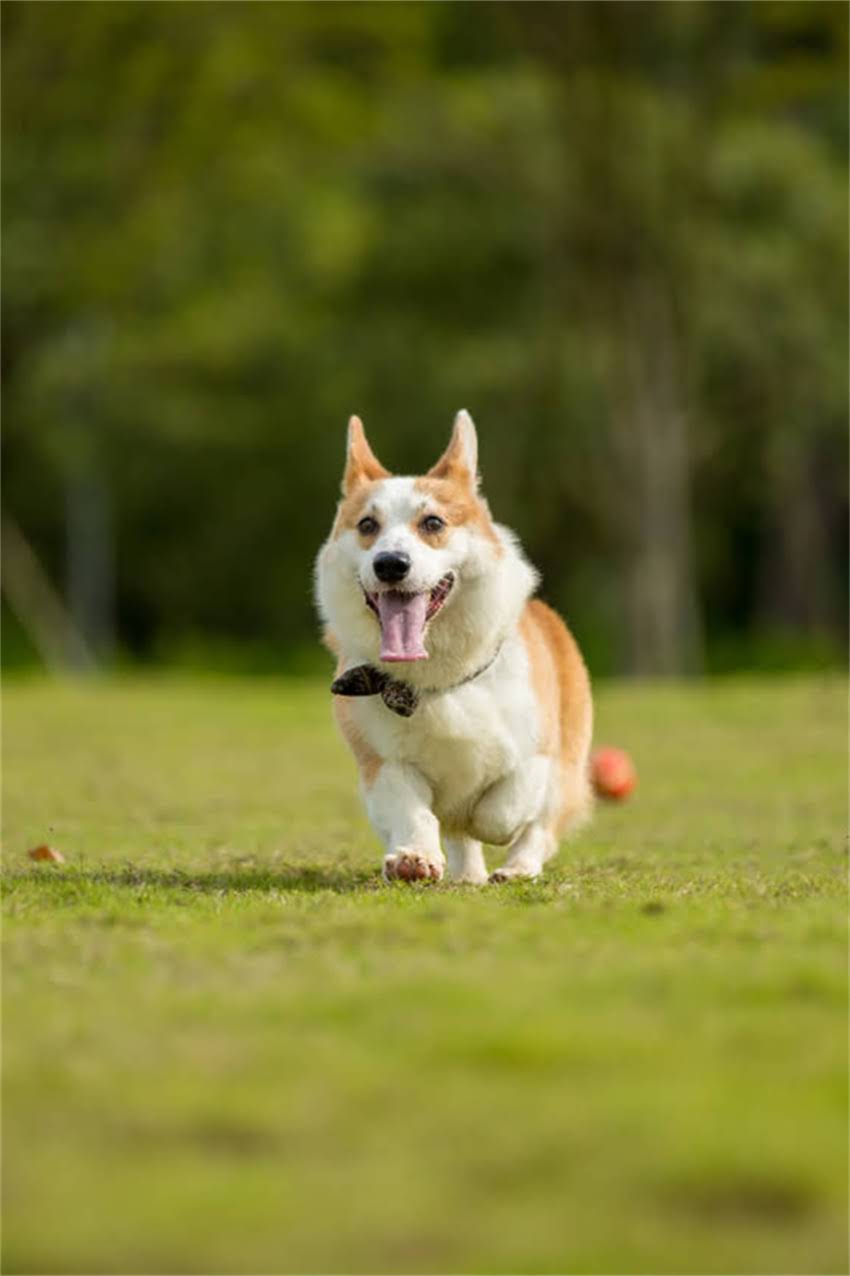 图片 金毛怀孕期间饮食禁忌全：这些食物必须避免！.jpg