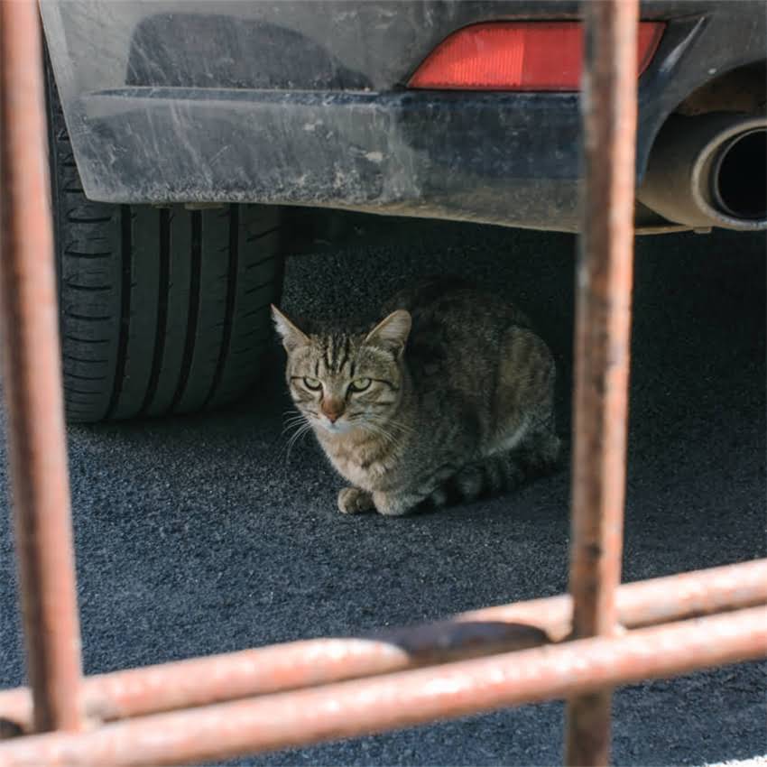 图片 金毛捡东西训练全攻略：从基础指令到精准拾取的5个阶段1.jpg