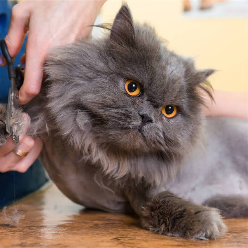 图片 金毛犬VS哈士奇：谁才是最聪明的犬种？科学对比2.jpg