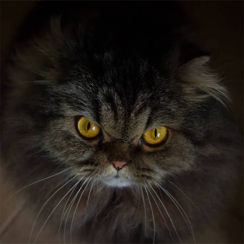 图片 金毛犬一个月牙齿护理全攻略：科学方法+真实案例1.jpg