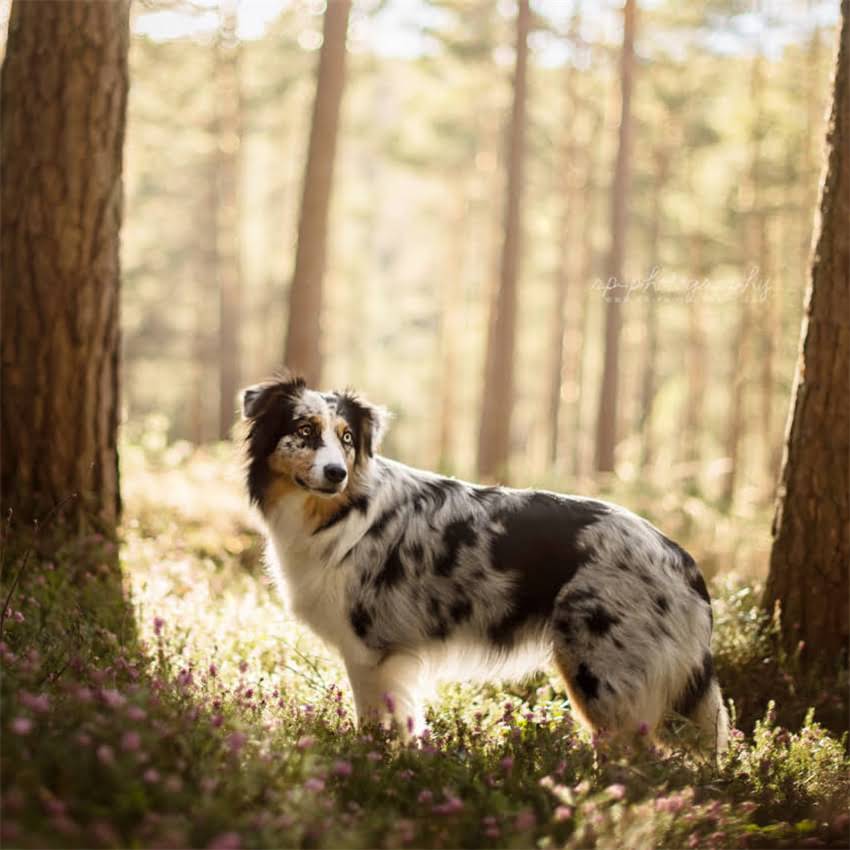 图片 金毛犬一个月牙齿护理全攻略：科学方法+真实案例2.jpg