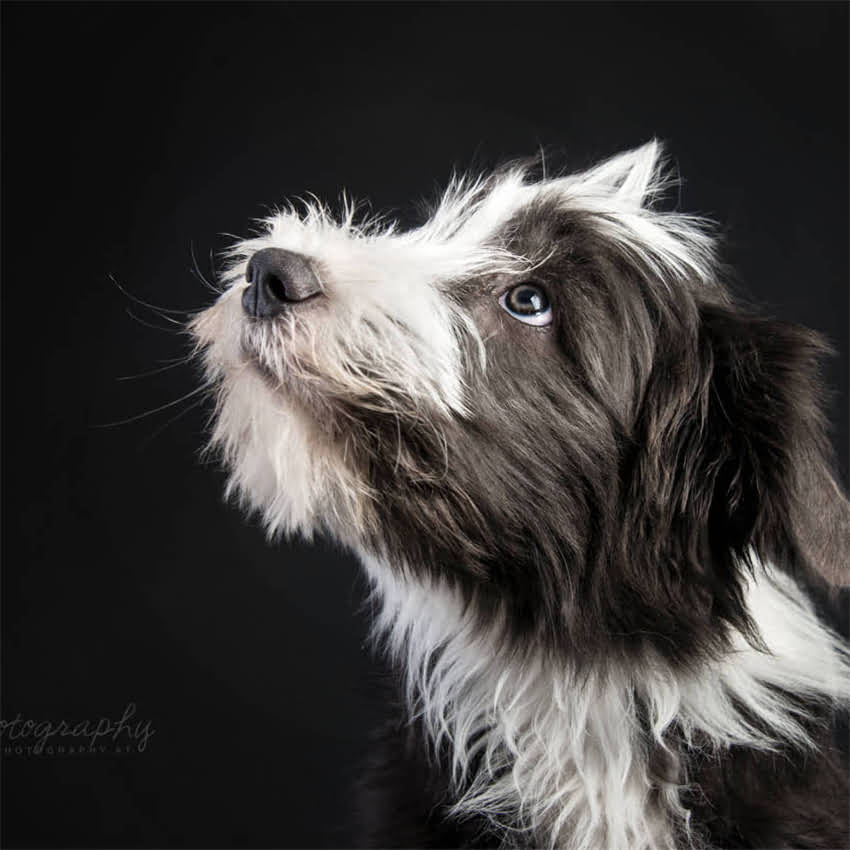 图片 金毛犬不吃饭的7大原因及解决方法（附饮食调整指南）2.jpg