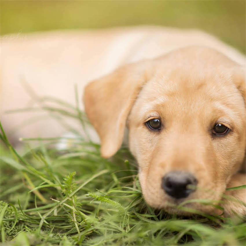 图片 金毛犬不咬东西的7大训练法：从幼犬期到成犬的纠正指南2.jpg