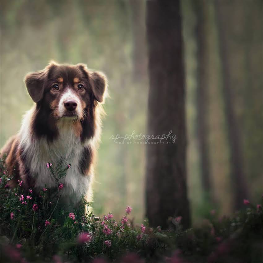 图片 金毛犬不打疫苗行吗？3大风险+科学应对指南（附疫苗选择攻略）.jpg