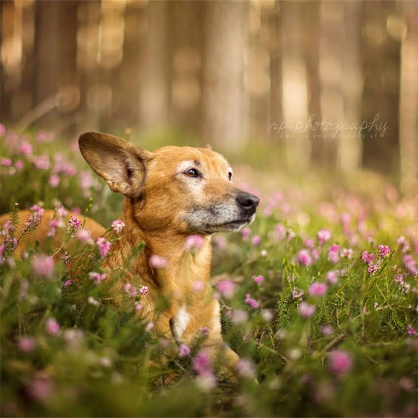 图片 金毛犬不打疫苗行吗？3大风险+科学应对指南（附疫苗选择攻略）1.jpg