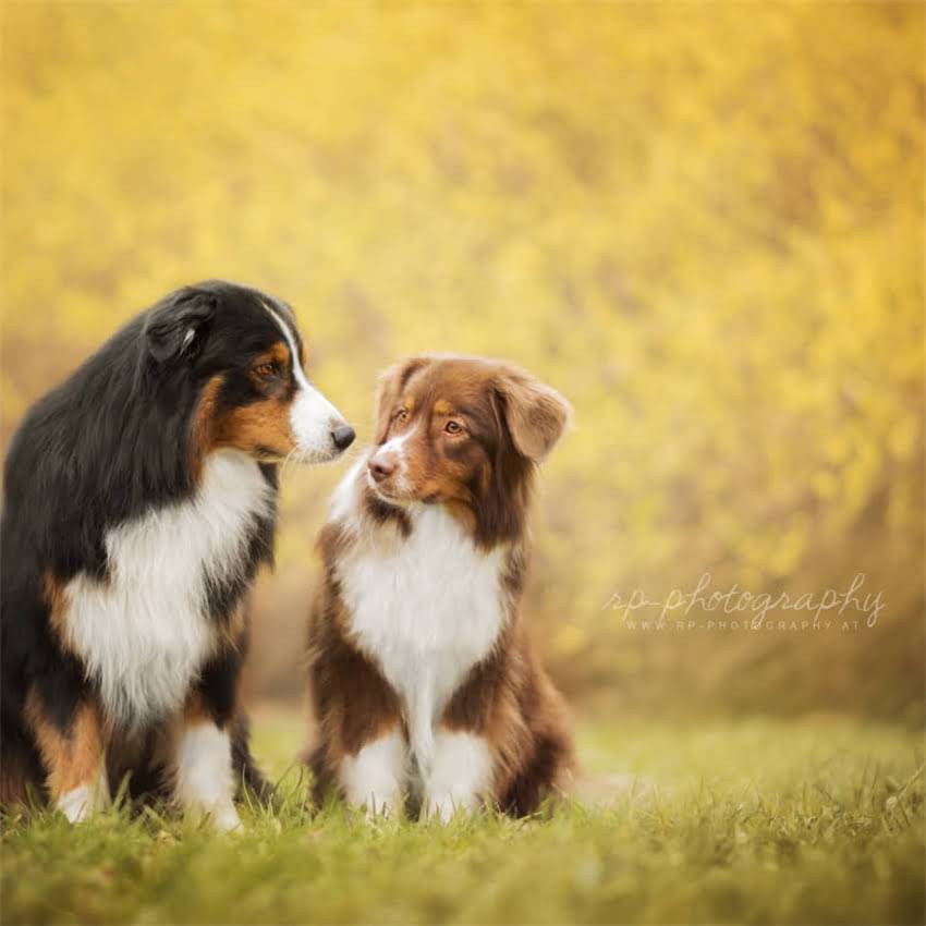 图片 金毛犬与金毛的区别：是否为同一种犬种？2.jpg