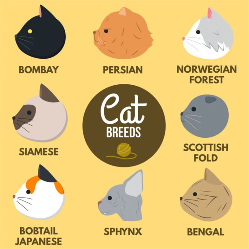 图片 金毛犬什么时候长个子？科学饲养指南：从幼年到成年的身高变化全.jpg