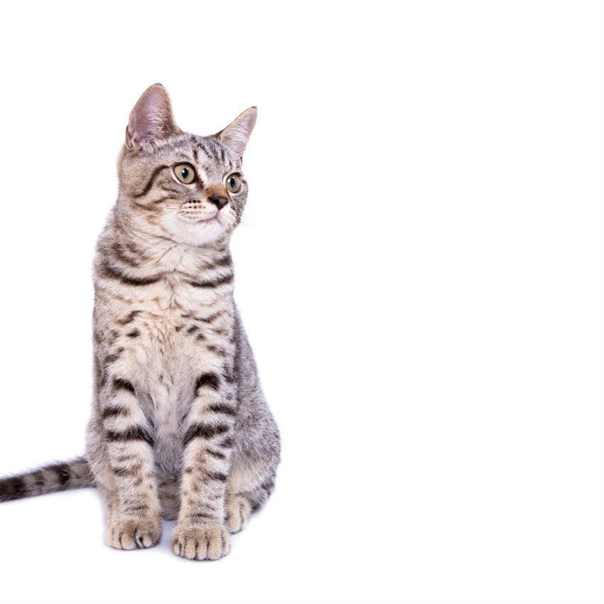 图片 金毛犬什么时候长个子？科学饲养指南：从幼年到成年的身高变化全1.jpg