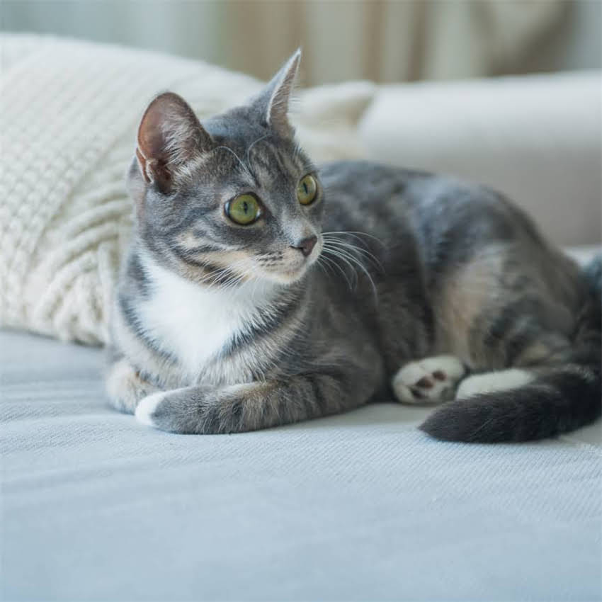 图片 金毛犬什么时候长个子？科学饲养指南：从幼年到成年的身高变化全2.jpg