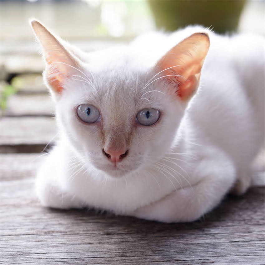 图片 金毛犬体臭原因及解决方法：全面异味根源与科学养护指南.jpg