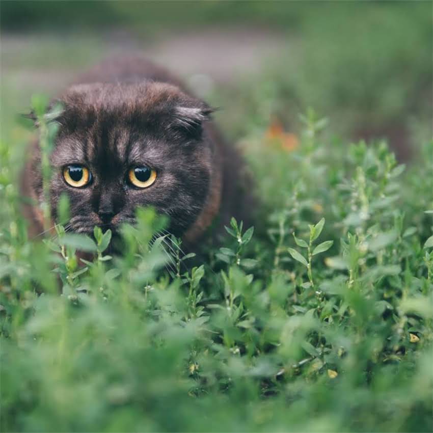 图片 金毛犬体臭原因及解决方法：全面异味根源与科学养护指南2.jpg