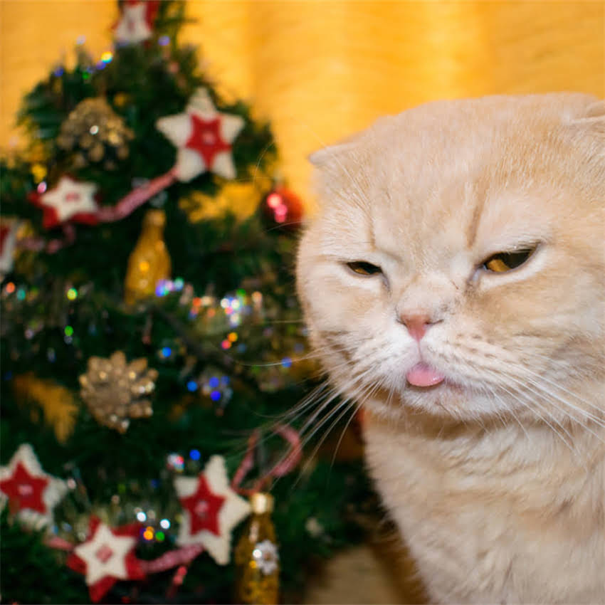 图片 金毛犬全成长指南：科学养护黄金期+行为训练要点（附各阶段护理秘籍）.jpg