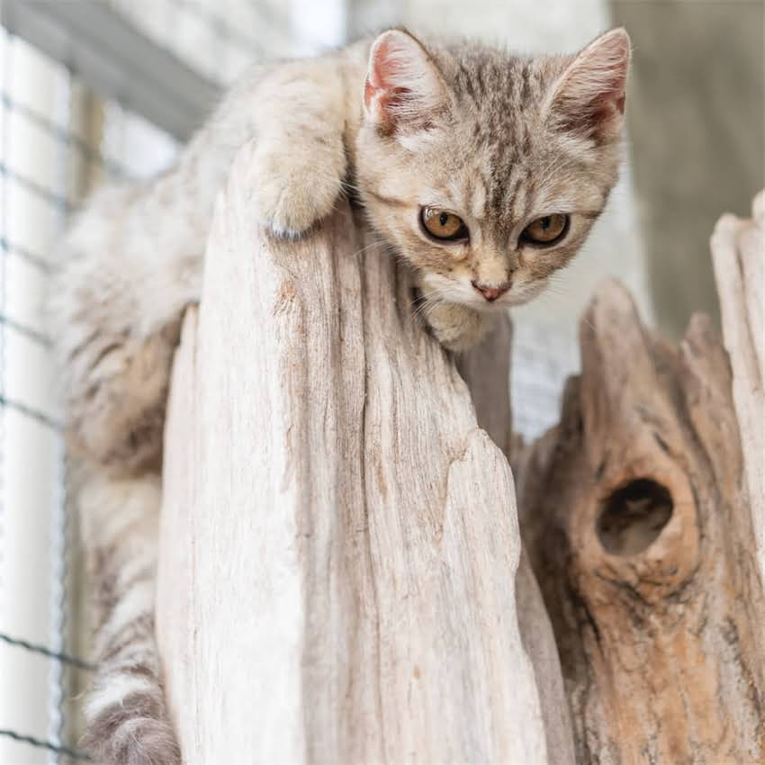 图片 金毛犬全成长指南：科学养护黄金期+行为训练要点（附各阶段护理秘籍）1.jpg