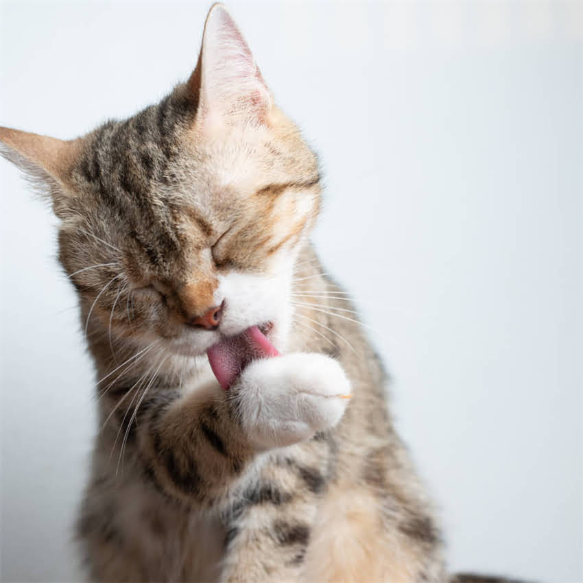 图片 金毛犬全成长指南：科学养护黄金期+行为训练要点（附各阶段护理秘籍）2.jpg