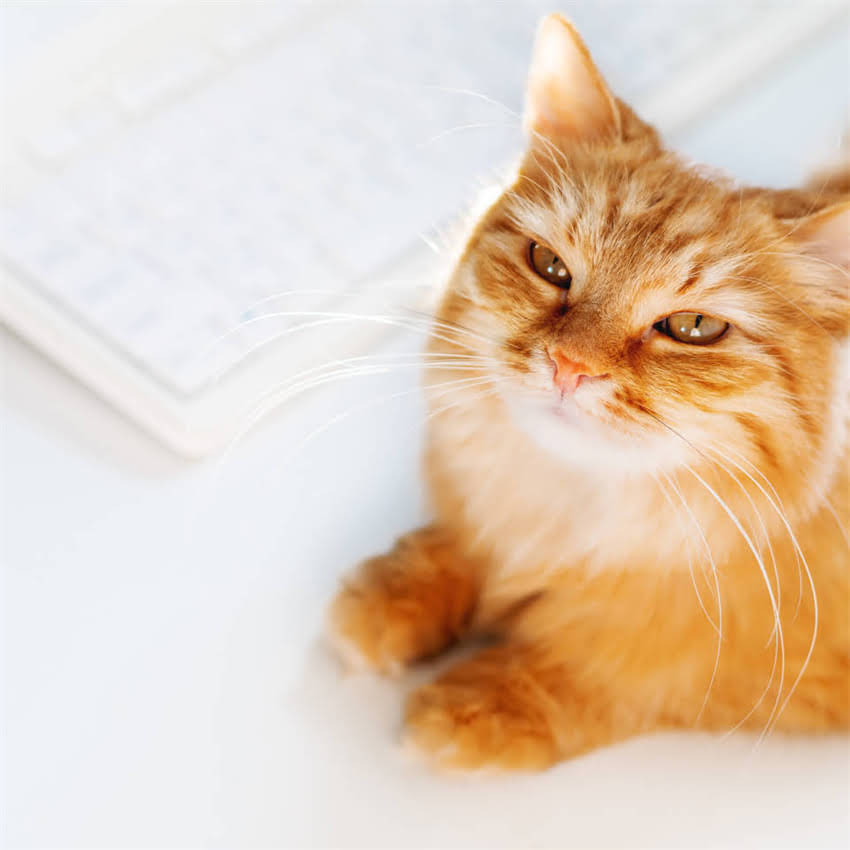 图片 金毛犬半岁体重身高标准全：科学养宠必看发育指南1.jpg