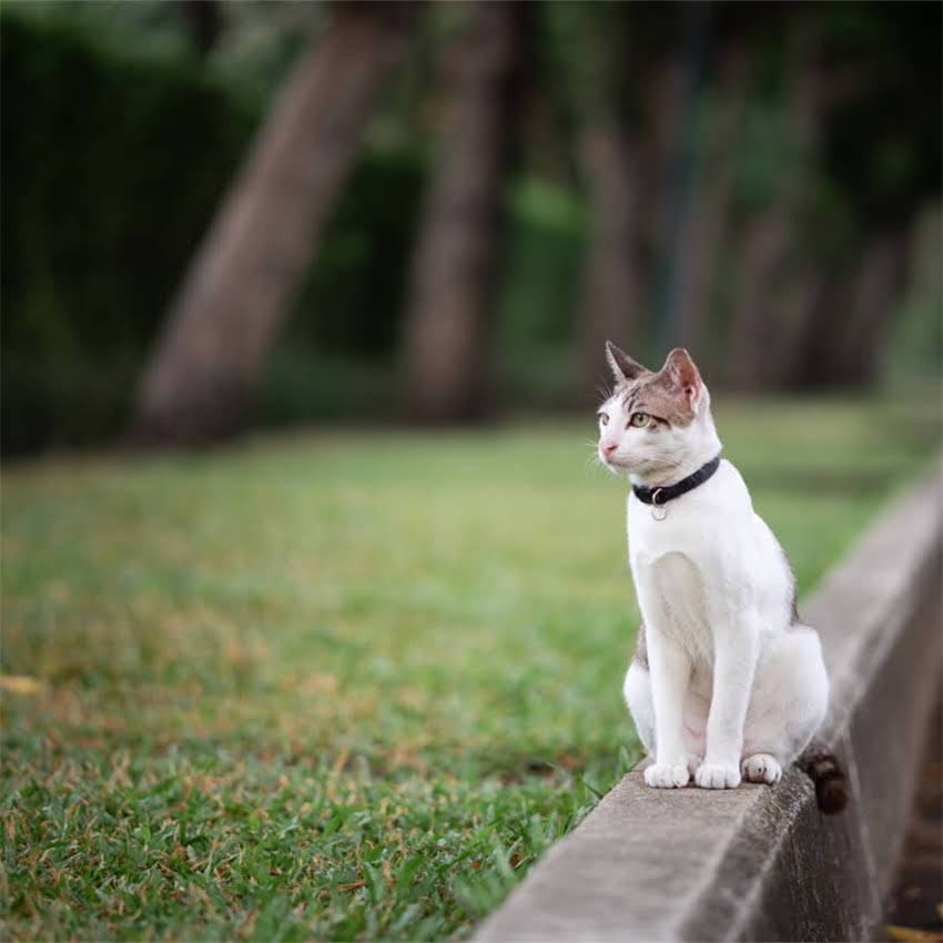 图片 金毛犬只喝水不吃饭的7大原因与科学应对措施（附专业养宠指南）.jpg