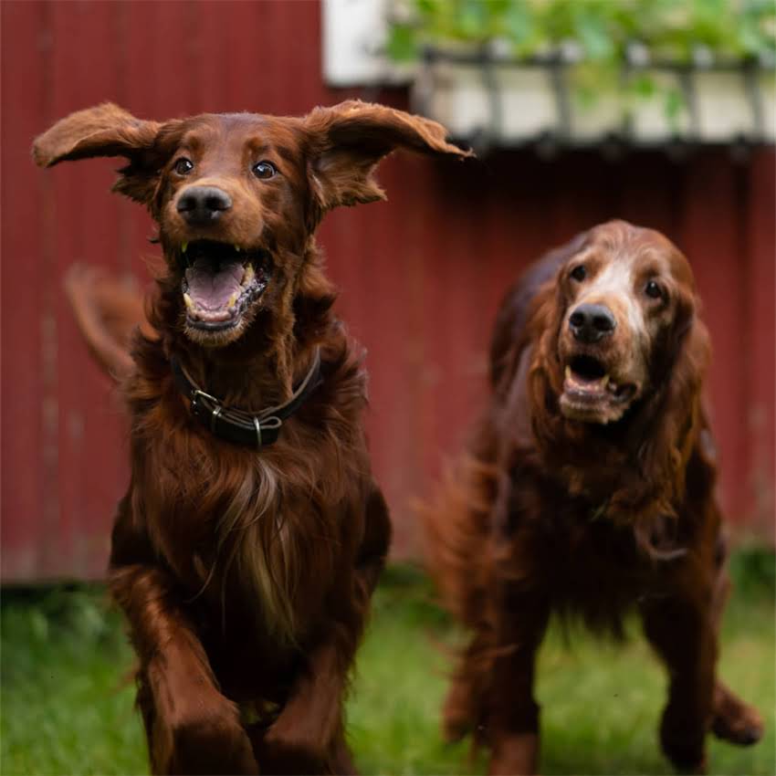 图片 金毛犬只喝水不吃饭的7大原因与科学应对措施（附专业养宠指南）1.jpg