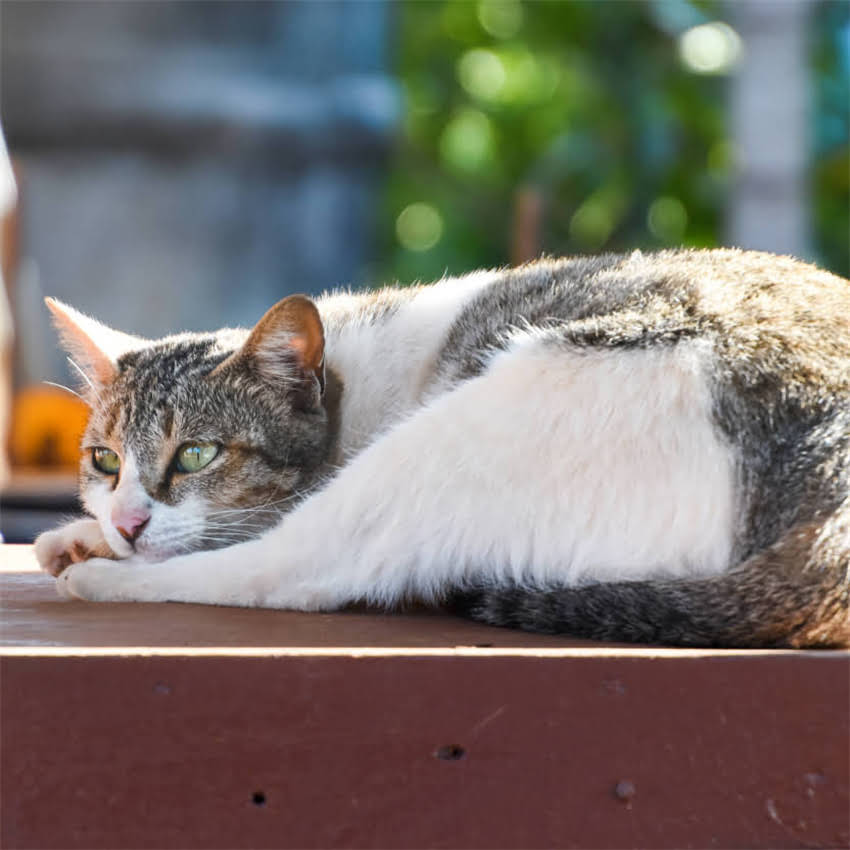 图片 金毛犬只喝水不吃饭的7大原因与科学应对措施（附专业养宠指南）2.jpg