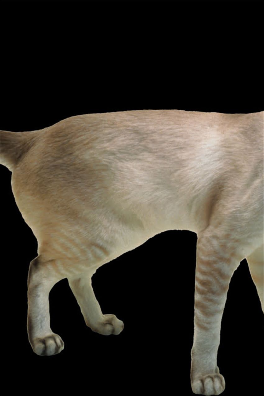 图片 金毛犬可以吃羊骨头吗？3大风险+正确喂养指南（附权威解读）.jpg