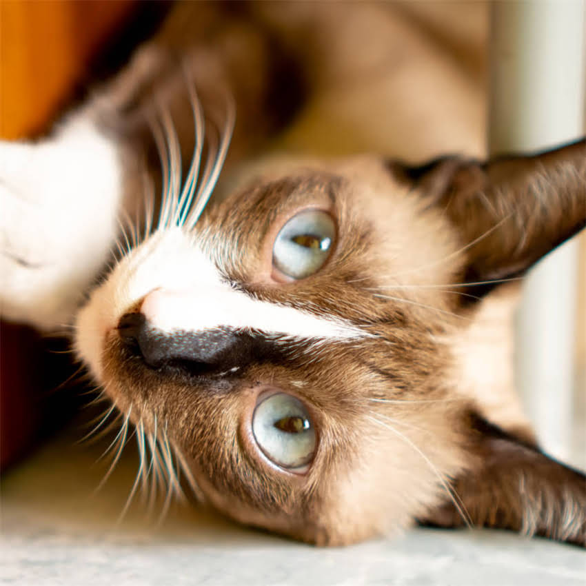 图片 金毛犬可以吃羊骨头吗？3大风险+正确喂养指南（附权威解读）1.jpg