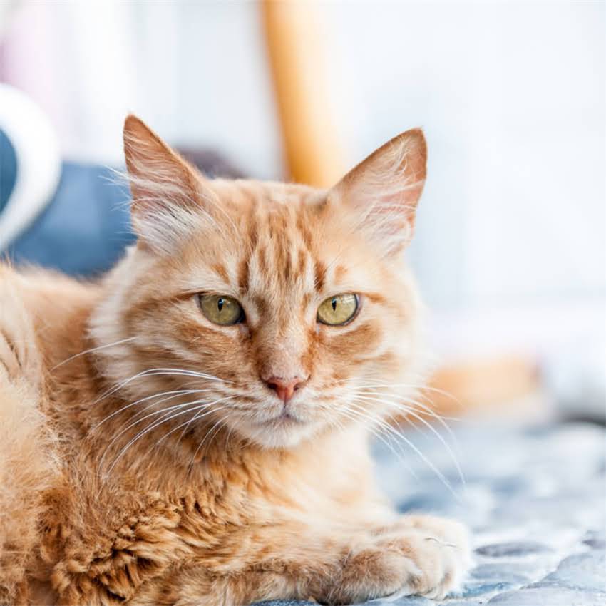 图片 金毛犬呕吐的7大原因及应对措施（附急救指南）2.jpg