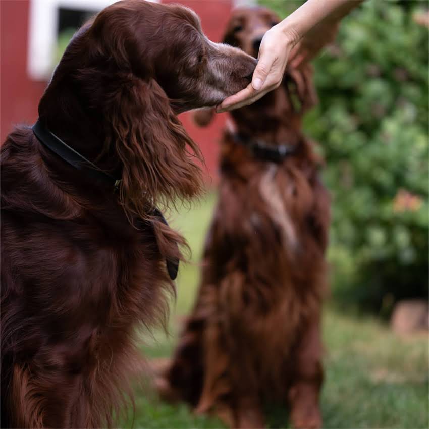 图片 金毛犬咬人案例真实事件：最新数据+科学养狗指南（附紧急处理步骤）2.jpg