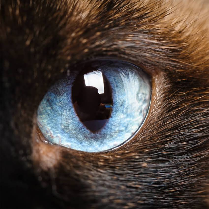 图片 金毛犬外貌特征全：品种特征、成长阶段及饲养指南.jpg