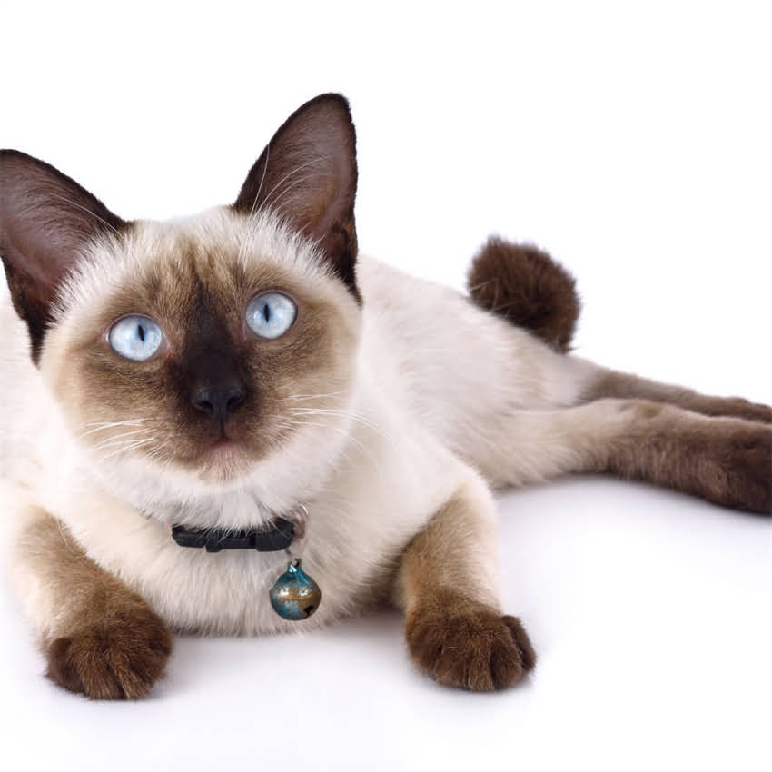 图片 金毛犬外貌特征全：品种特征、成长阶段及饲养指南2.jpg