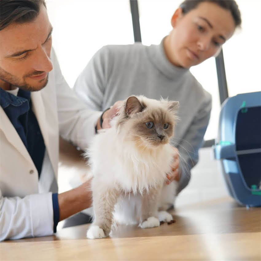 图片 金毛犬如厕训练5步法：幼犬至成年全周期训练指南（附常见错误纠正）1.jpg