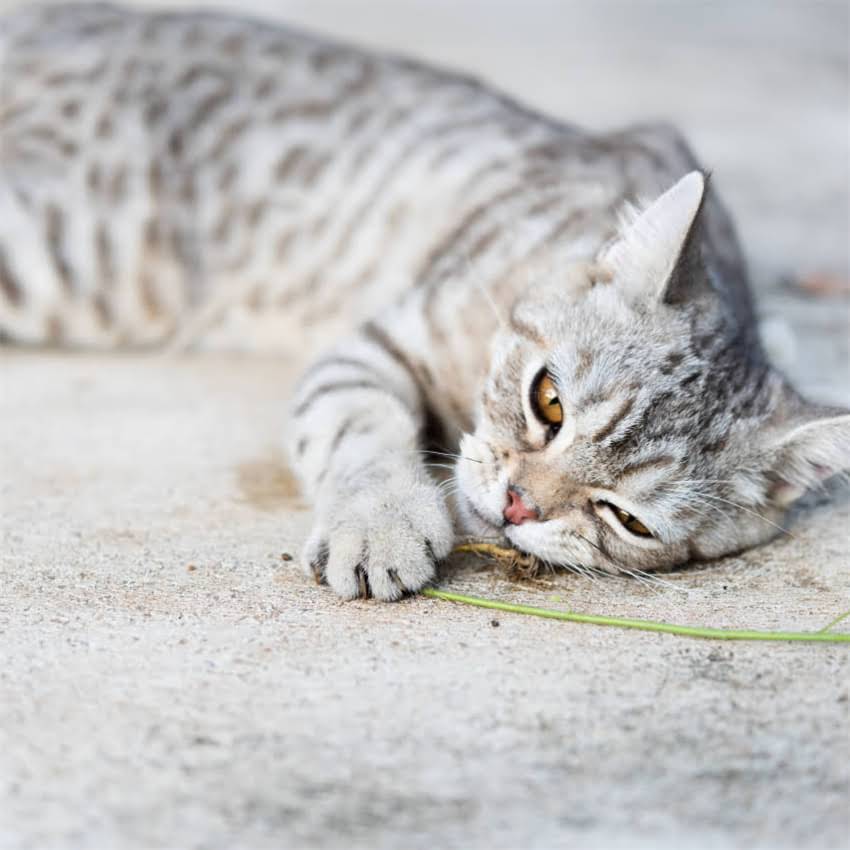 图片 金毛犬如厕训练5步法：幼犬至成年全周期训练指南（附常见错误纠正）2.jpg