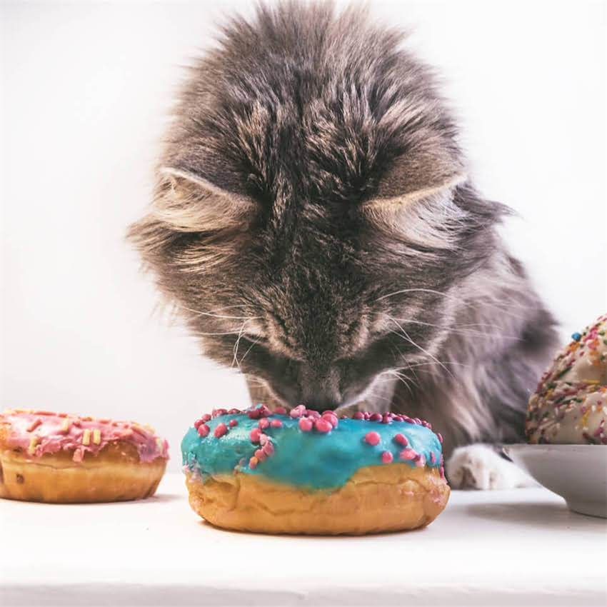 图片 金毛犬尿血怎么办？全面病因及科学应对措施.jpg